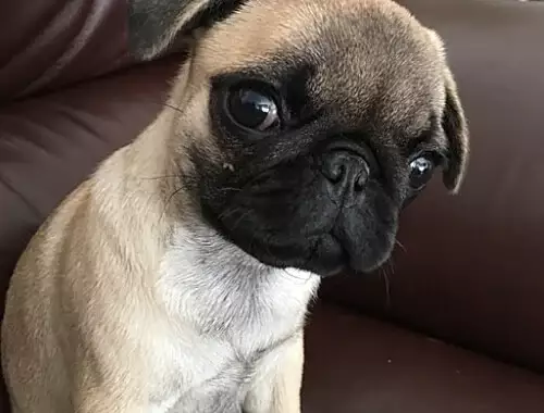 Daisy first photo