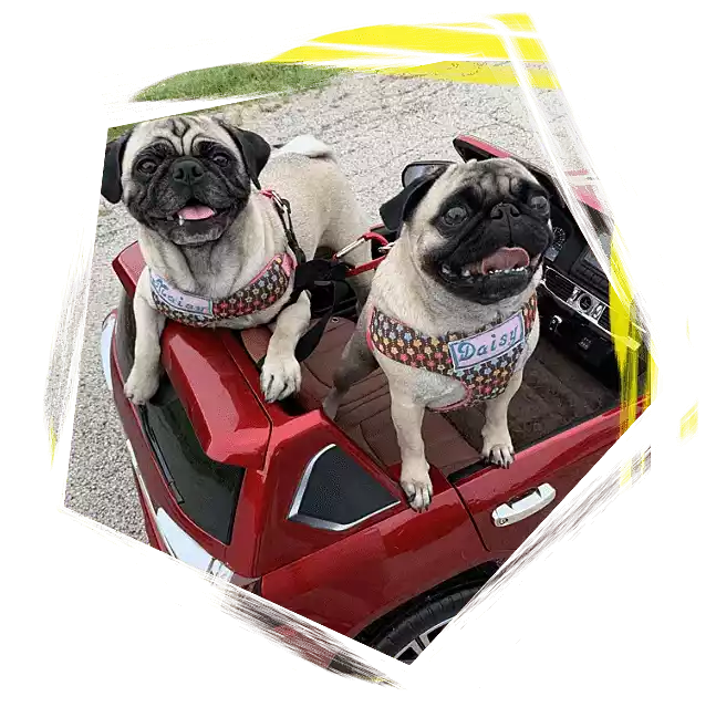 Maisy and daisy