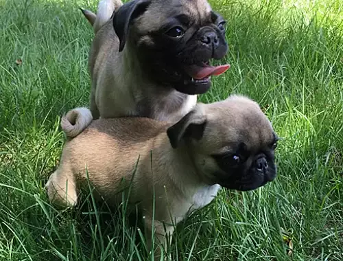 Maisy and daisy first day together