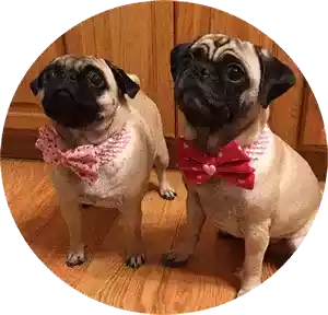 Maisy and daisy instagram