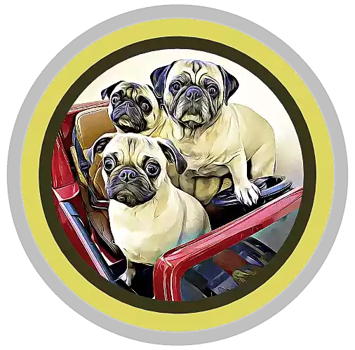 Maisy and daisy events
